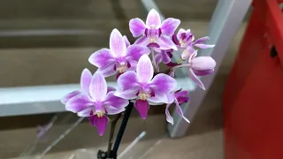 Обзор орхидей 14 мая 2020 года Ашан Воронеж