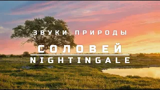 Звуки природы, 10 часов | Пение соловья | Пение птиц | Соловей | NIGHTINGALE