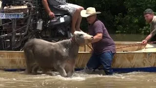 Texas cowboys drive cattle out of flood