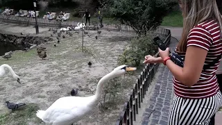 Львів.Стрийський парк!  /  Lviv. Stryj Park!