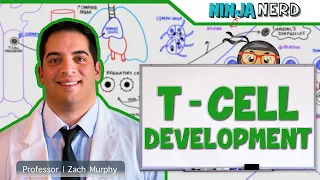 Immunology | T- Cell Development