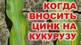 ЩО ДАЄ ЦИНК КУКУРУДЗІ ? ПОДКОРМКА КУКУРУЗЫ ПО ЛИСТУ #ендоцинк