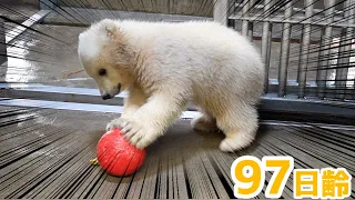 赤ちゃんはじめてのおもちゃ【97日齢】Polar Bear Baby Growth Record(Day 97)