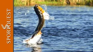 MASSIVE Golden Dorado takes on the fly at Pira Lodge, Argentina