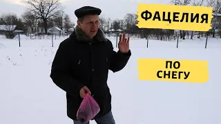 Посев фацелии по последнему снегу