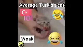 Average Turkish Cat vs Armenian Cat