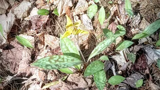 Wild Edibles: Trout lilly