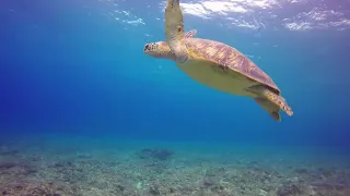 BEAUTIFUL BEACH WITH SEA ANIMALS AND PIANO MUSIC