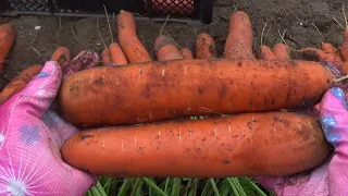 Морковь ,уборка урожая.