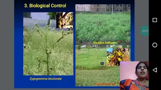 Parthenium weed management