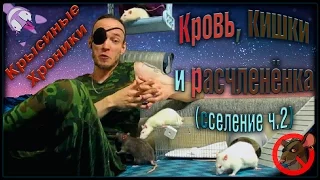 Вистары | Кишки и расчленёнка! Или, продолжаем сселять. (Fancy Rats | Декоративные Крысы)