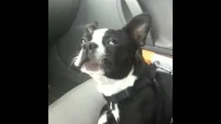 Boston Terrier Talks A LOT!!!!