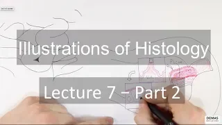 Histology: Gastrointestinal Tract - Part 2