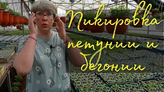 Важные моменты пикировки петунии и бегонии. Бонус в конце видео!