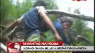 Marijuana In Indonesia (1)