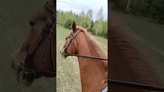 Ушастый транспорт #ladaniva  #shorts #лошади 🐴