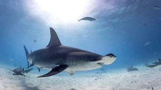 Diving with Great Hammerhead Sharks in Bahamas
