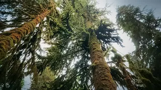 How Trees Talk to Each Other | Your Climate | BBC Earth Science