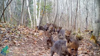 Large litter of wolf pups at den in northern Minnesota