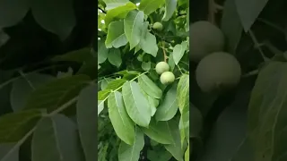 Покинутий сад грецького горіха