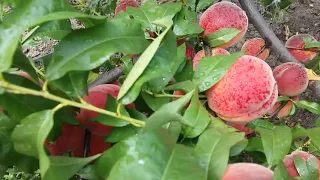 Урожай персика редхевен