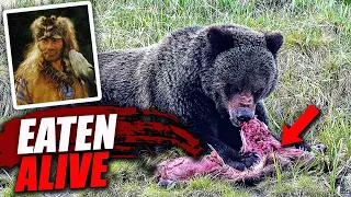 This Grizzly Bear Fatally Mauled Fame Hugh Glass And Left No Trace