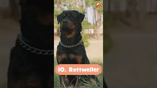 Dangerous Dog Breeds - Part 1 | Most Dangerous Dogs in the World