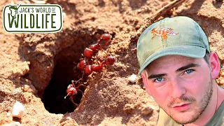 RED HARVESTER ANT Adventure!