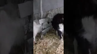 Как купить козу чтобы не было в молоке неприятного запаха...