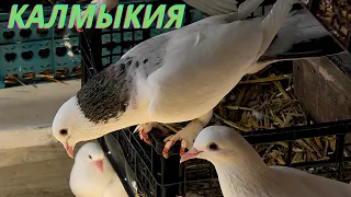 Широкохвостые голуби Алексея в Калмыкии!