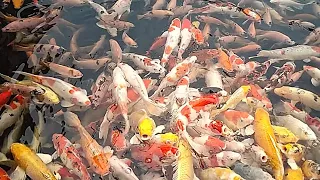Soothing relaxation- relaxing video of koi fish swimming)