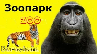 Зоопарк в Барселоне Европейские зоопарки Видео для детей Zoo en España in Spain Spanien 在西班牙的動物園