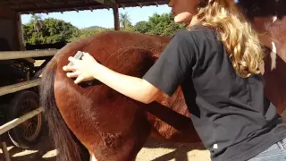 Cuidados Básicos do Dia a Dia no Mundo dos Cavalos