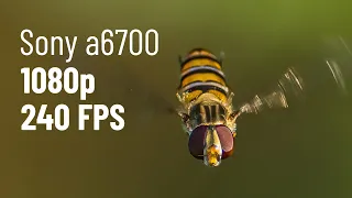 Macro bugs in fly a6700 1080p 240 fps