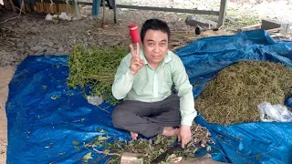 Hà Thủ Ô Thảo Dược Chống Rụng Và Giữ Mái Tóc Đen Mượt