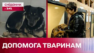 Будиночок для хвостатих безхатьків: Сніданок завітав до притулку