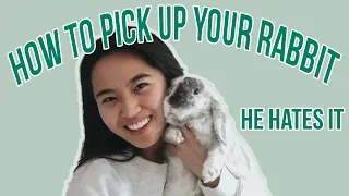 HOW TO PICK UP YOUR RABBIT | So they don't hate you