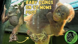 Mothers Unusual Way Of Carrying Baby Orangutan With Her Feet