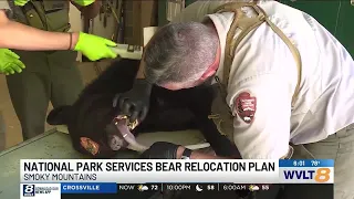 How do park officials log bears in the Great Smoky Mountains?