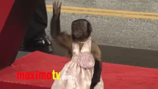 Crystal the Monkey EPIC Red Carpet Adventure "The Hangover Part 2" Premiere