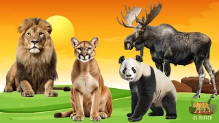 Wild Animal Sounds In Nature: Puma, Lion, Panda, Moose, Stoat | Animal Moments