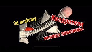 Квадратная мышца поясницы. 3d anatomy. MUSCLE MOTION