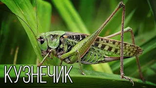 Grasshopper: Night Fiddler | Interesting facts about insects