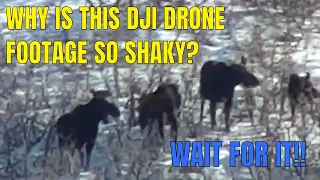 WAIT FOR IT!! Moose caught by DJI Matrice 210 Drone