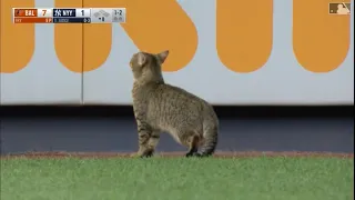 Cat Runs On Field During Yankee Game & Jukes Out Security Guards 😂 (Extended Cut)