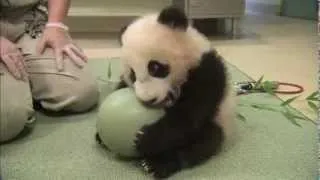 Cute baby panda playing ball