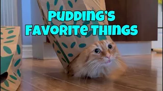 Pudding’s Top 5 Favourite Things.