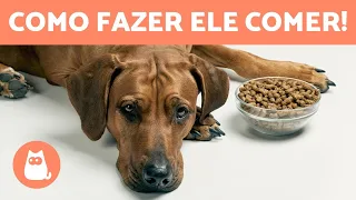 Meu CACHORRO NÃO quer COMER 🐶🥩 (7 remédios caseiros ✅)