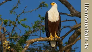 Waterhole Camera: African Fish Eagles 🦅 dominate Zambia waterhole.