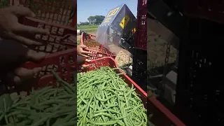 Fontana RF3 harvester for beans and green beans at work on New Holland tractor